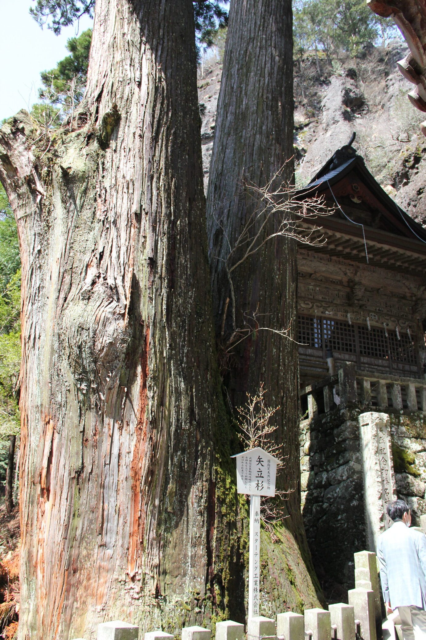 榛名神社の矢立杉 公益社団法人 群馬県緑化推進委員会