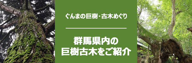 群馬県の巨樹古木